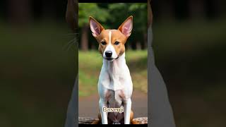 Basenji [upl. by Ynots]