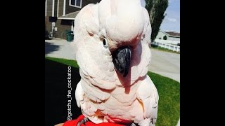 Its a Cockatoo Tantrum 🙉 SUBTITLED [upl. by Horbal]