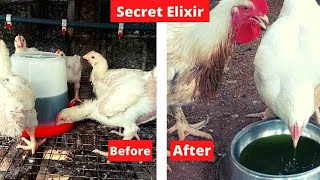 STOP WASTING YOUR MONEY  How I use Bitter leaf for Coccidiosis in Poultry [upl. by Emera525]