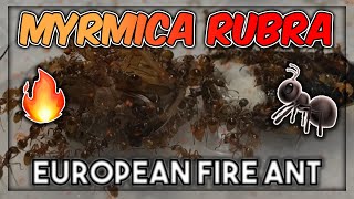 MYRMICA RUBRA  EUROPEAN FIRE ANT Myrmicarubra fireants redants [upl. by Aramot987]