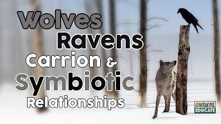 Wolves Ravens Carrion amp Symbiotic Relationships 🐺 [upl. by Whitver]