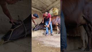 Jugular vein IV cannulation procedure in cattle in a second without shedding blood [upl. by Ahsenek]