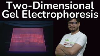 Two dimensional gel electrophoresis in Hindi  2d gel electrophoresis principle explained [upl. by Falda]