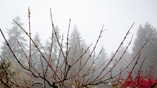 FieldGrown Maple Bonsai Styling  Deciduous Tree Design Techniques [upl. by Krug]