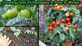 How to grow Tomatoes at home  Full Training from seed to harvest  5 Kg in 1 plant [upl. by Kristel100]