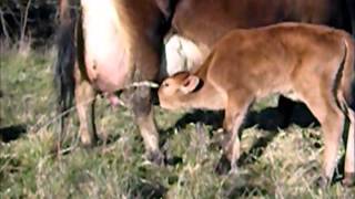 The Jersey cow and calf [upl. by Nalahs]