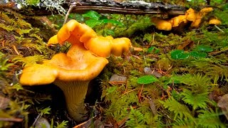 Grants Getaways Chanterelle Mushroom Recipes [upl. by Ful80]