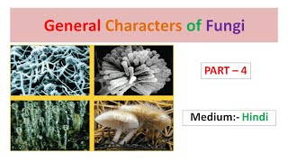 General Characters of Fungi Part4 Hindi [upl. by Ruskin]