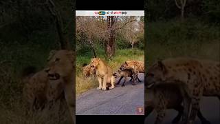 This animal can kill even a lion 🦁shorts viral facts [upl. by Travers410]