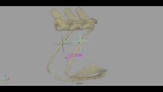 Iguana Breathing XROMM animation of sternal ribs 1 amp 2 with muscle attachment points shown [upl. by Eisserc]