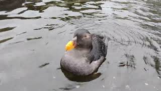 Tufted Puffin Winter Plumage [upl. by Corotto]