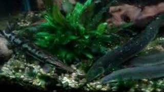 Gars Bichirs Eelfeeding frenzy [upl. by Bust]