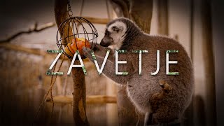 ZAVETJE  short documentary [upl. by Norabal]