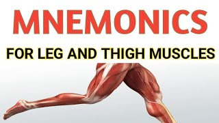 Mnemonics For Leg and Thigh Muscles  Lower leg anatomy [upl. by Lamrouex872]