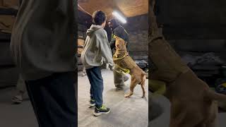 This bulls tactical training to protect his owner is incredible shorts dog viral [upl. by Maribelle407]