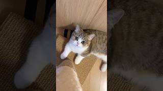 😱😱 cat cute catlover animals kitten cats funny pets [upl. by Llenyr]