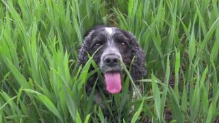 Cocker Spaniels gorgeous but mad [upl. by Aleahs393]