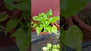 Green decorative plant  plant ☘️motivation [upl. by Mike]