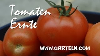 Tomatenernte im Herbst [upl. by Latsirk]