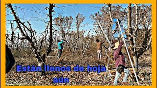 Poda de árbol frutal por horas en Arvin Californiasaludando amistades [upl. by Rivkah79]