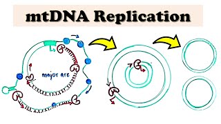 Mitochondrial DNA mtDNA Replication  D loop Replication deepdive video [upl. by Inahpit]