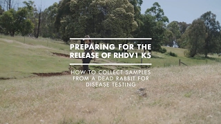 How to collect samples from a dead rabbit for disease testing [upl. by Cherey]