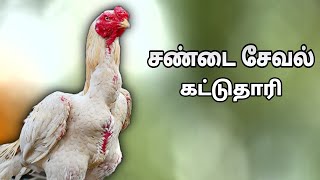 kattu tharai update sanda seval videokattu sevalvideo kattuseval sandakozhi sale [upl. by Huebner]