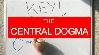 The Central Dogma Step by Step [upl. by Ardnuasak]