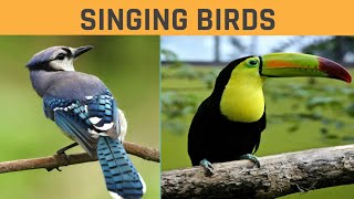 Harmony in Song Grey Butcherbirds and Magpie Larks  birds bird birdlovers birdbehavior [upl. by Namyl]