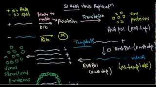 8 Replication of positive stranded RNA virus [upl. by Beach]