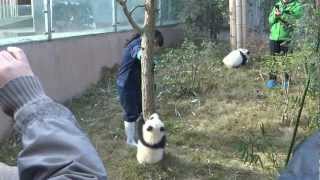 Baby PANDAS climbing CUTE  Chengdu China [upl. by Lavern]