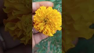 Yellow 💛 marigold marigolds flowers garden gardenplants nature moody youtubeshorts [upl. by Liatris]