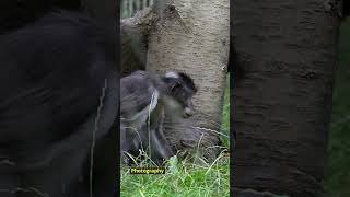 White Naped Mangabey nature short RG Photography [upl. by Nnarual614]