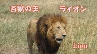 百獣の王 ライオン Lion マサイライオン アフリカ サファリ Lion King [upl. by Maeve]