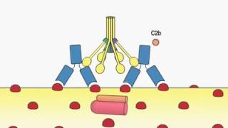 The Complement System HD Animation [upl. by Yug]