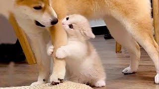 😺 Get off crazy cat 😹 Funny Cats And DogsVideos 😹 Unusual animals 15 [upl. by Airamesor]