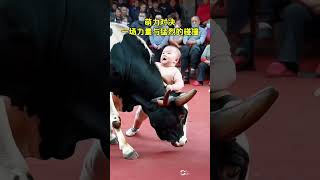 With his innocent smile and unconventional moves the baby bravely challenged the cow The cow als [upl. by Llehcnom]