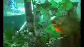 fish 13 piranha Vs black belt cichlid [upl. by Asselem624]