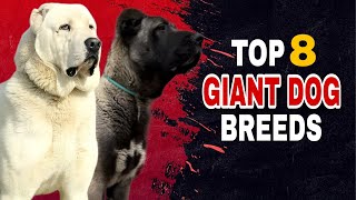 Top 8 Giant Dog Breeds That Will Amaze You [upl. by Annoel]