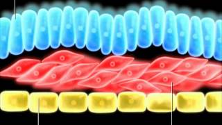 Formation of germ layers [upl. by Ttsepmet799]