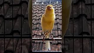 Kenari gacor ngerol padat canario kenari canary [upl. by Corabella]