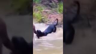 🐕 Almost Gets Drowned by 🦘 kangaroo dog wildanimalsattitude animalsloversgrw [upl. by Liatnahs]