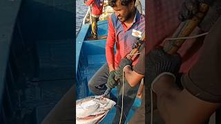 ఇద్దరు లాగలేకపోయిన పెద్ద నల్ల సూర yellow fin tuna fish fishing tunafish viralvideo [upl. by Zebadiah128]