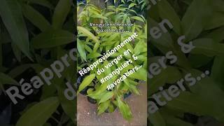 Réapprovisionnement du verger en manguiers amp avocatiers viralvideo [upl. by Armando]