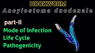 life cycle of hook worm ancylostoma duodenale [upl. by Asirrom]