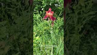 La FLORISTERÍA más bonita del mundo Flores silvestres en Primavera 🌲🏞 vivirenelcampo shorts [upl. by Saxon]