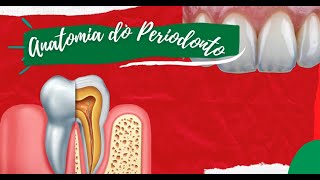 PERIODONTIA Anatomia do Periodonto [upl. by Lawrenson]