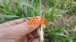 小麦第一遍药，出苗后15天打好，还是苗后30天打好 [upl. by Sonnnie402]