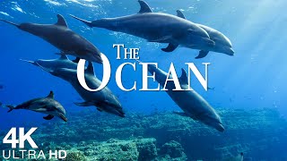 The Ocean 4K  Scenic Wildlife Film With Calming Music  Sea Animals for Relaxation  4K Video UHD [upl. by Eceryt243]