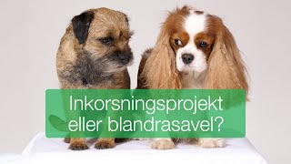 Inkorsningsprojekt eller blandrasavel [upl. by Attenad]